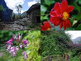 Rolwaling 02 07 Lunch In Gongar And Flowers The trail from Barabise joins the Dolakha trail just before we reached Gongar (1440m), 70 minutes from Jagat. We had lunch at Gongar (1440m), with colourful flowers flanking the walkways.